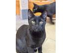 Armani, Domestic Mediumhair For Adoption In Crystal Lake, Illinois