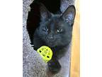 Teddy (bear), Domestic Shorthair For Adoption In Crystal Lake, Illinois