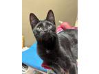 Giorgio, Domestic Mediumhair For Adoption In Crystal Lake, Illinois