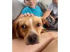 Scooter (loves Dogs), American Staffordshire Terrier For Adoption In Valley