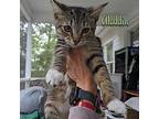 Aladdin, Domestic Shorthair For Adoption In Great Mills, Maryland