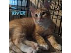River, Domestic Shorthair For Adoption In Great Mills, Maryland