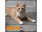 Milo, Domestic Shorthair For Adoption In Great Mills, Maryland