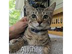 Alvin, Domestic Shorthair For Adoption In Great Mills, Maryland