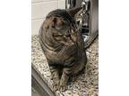 Jerry (bonded To Jinx), Tabby For Adoption In Howell, Michigan
