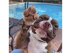 Redmon Barry Ky4468, Boston Terrier For Adoption In Maryville, Tennessee