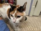 Baby Girl, Domestic Shorthair For Adoption In Wheaton, Illinois