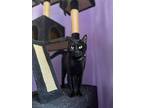 Calliope, Domestic Shorthair For Adoption In Warner Robins, Georgia