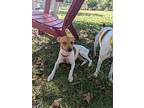 Lokai, Rat Terrier For Adoption In Columbia, Missouri