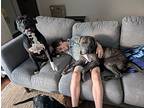 Sprinkles, American Staffordshire Terrier For Adoption In Cypress, Texas