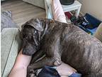 Link, American Staffordshire Terrier For Adoption In Cypress, Texas