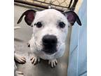 Benji, American Pit Bull Terrier For Adoption In Orange Beach, Alabama