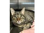 Bug, American Shorthair For Adoption In Sebastian, Florida