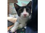 Milano, Domestic Shorthair For Adoption In Fayetteville, Arkansas