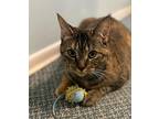 Astrophe, Domestic Shorthair For Adoption In Brantford, Ontario