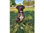 Cookie, Labrador Retriever For Adoption In Kettering, Ohio