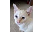 Lucas X, Siamese For Adoption In Austin, Texas