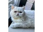 Margaux, Exotic For Adoption In Kenosha, Wisconsin