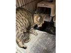 Ramona, American Shorthair For Adoption In New Woodstock, New York