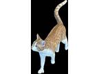 Buster Pawsy, Domestic Shorthair For Adoption In Mountain View, California