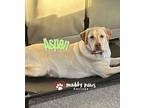 Aspen (courtesy Post), Labrador Retriever For Adoption In Council Bluffs, Iowa