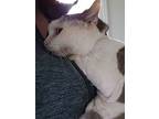 Amie, Domestic Shorthair For Adoption In Brockport, New York