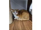 Hobbs, Domestic Shorthair For Adoption In Brockport, New York