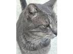 Big, Domestic Shorthair For Adoption In Myrtle Beach, South Carolina
