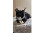 Chopper, Domestic Mediumhair For Adoption In Brockport, New York