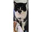 Buddy, Domestic Shorthair For Adoption In Brockport, New York