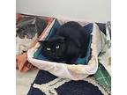 Sally, Domestic Shorthair For Adoption In Brockport, New York