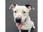 Rudy, American Staffordshire Terrier For Adoption In Torrance, California