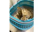 Chase & Flea Bonded, Gerbil For Adoption In Faribault, Minnesota