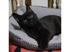 Nebula, Domestic Shorthair For Adoption In Logan, Ohio