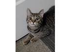 Ash, Domestic Shorthair For Adoption In Logan, Ohio