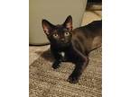 Winnie, Domestic Shorthair For Adoption In Logan, Ohio