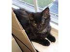 Baby Bean, Domestic Mediumhair For Adoption In Virginia Beach, Virginia