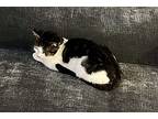 Queso Eg, Domestic Shorthair For Adoption In Lyman, South Carolina