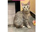 Purrsephone, Domestic Shorthair For Adoption In Camden, South Carolina