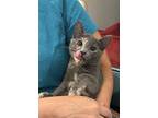 Detention (available For Pre-adoption), Domestic Shorthair For Adoption In