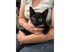 Sputter, Domestic Shorthair For Adoption In Camden, South Carolina