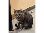 Spritz, Domestic Shorthair For Adoption In Camden, South Carolina