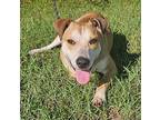 Alfie, Jack Russell Terrier For Adoption In Bronson, Michigan