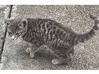 Fievel, Domestic Shorthair For Adoption In St. Augustine, Florida