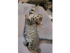 Mabel, American Shorthair For Adoption In Tampa, Florida