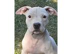 Kani, American Pit Bull Terrier For Adoption In Chicago, Illinois