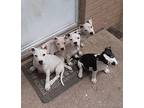 Kina, American Pit Bull Terrier For Adoption In Chicago, Illinois
