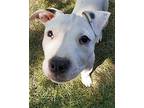 Kaleo, American Pit Bull Terrier For Adoption In Chicago, Illinois