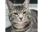 Handsome, Domestic Shorthair For Adoption In Winchendon, Massachusetts