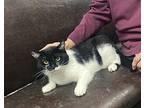 Mindy, Domestic Shorthair For Adoption In Macedonia, Ohio